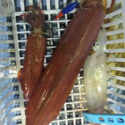 シロイカ上向き　大剣ゲット