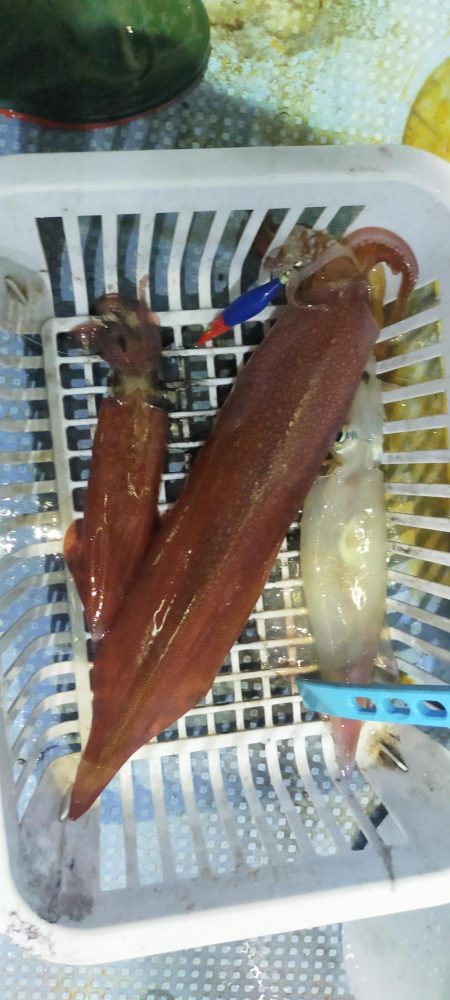 シロイカ上向き　大剣ゲット