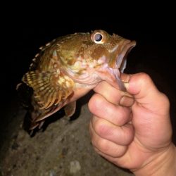 ライトテキサス