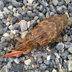 カミナリイカが釣れ…てました