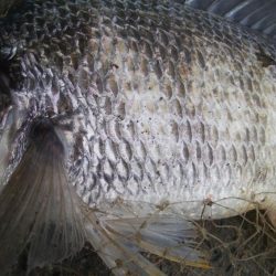 釣りデビュー　165日目