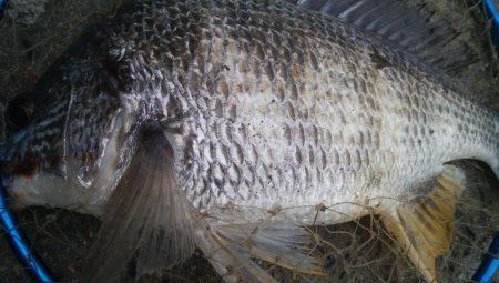 釣りデビュー　165日目