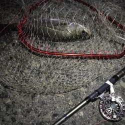 2021/06/06 連日ヘチ釣り