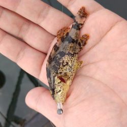 タケノコメバル