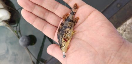 タケノコメバル