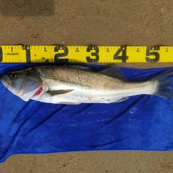 今日も漁船パターンw