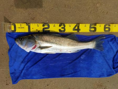 今日も漁船パターンw