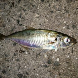 アジ釣り