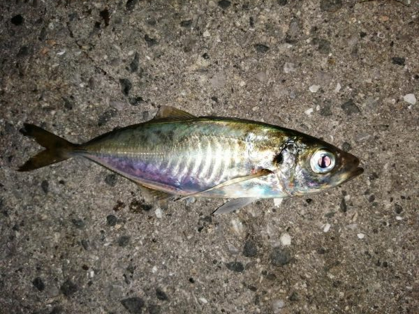 アジ釣り