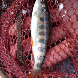 ネイティブトラウト