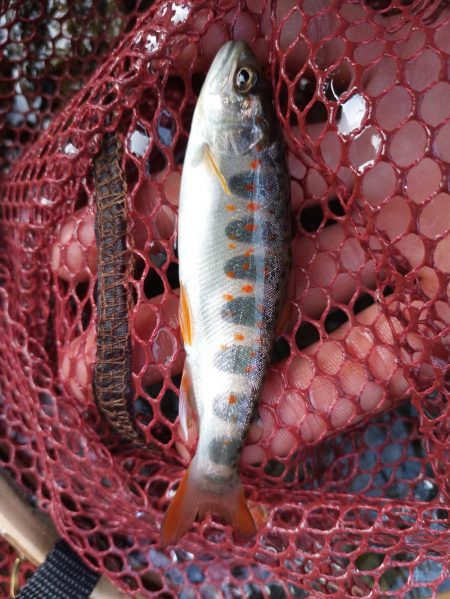 ネイティブトラウト