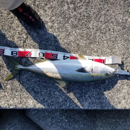 今季初青物が、初ぶり❗