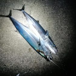 久しぶりの釣り