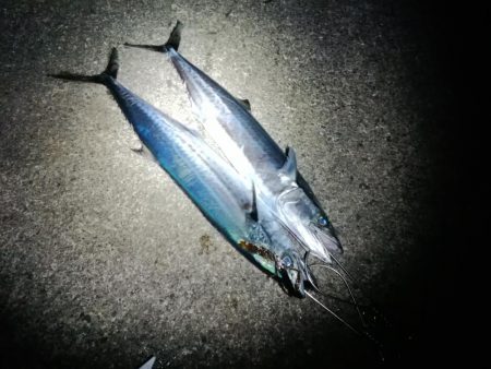 久しぶりの釣り