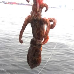 タコ1、ガシラ2、サバ2