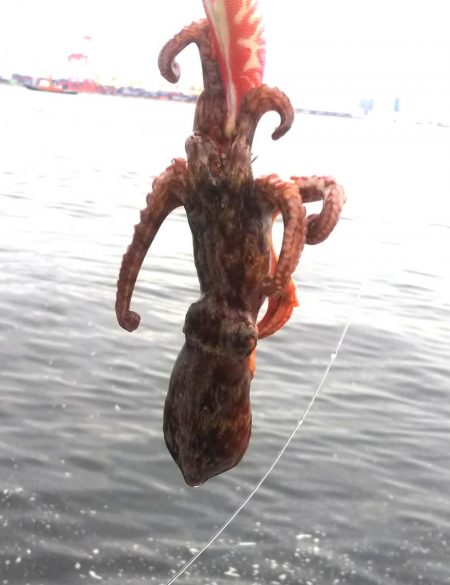 タコ1、ガシラ2、サバ2