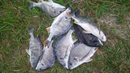 『釣りデビュー❤』173日目…