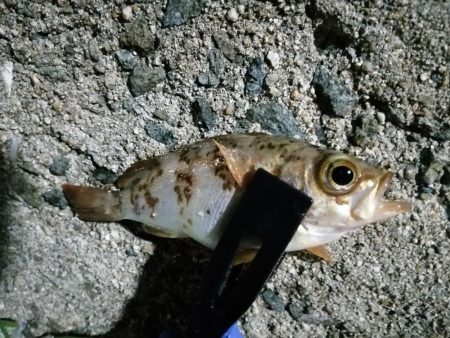 小メバルに遊ばれ