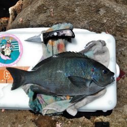 久し振りにアオリイカ一杯・・