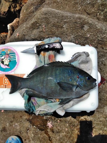 久し振りにアオリイカ一杯・・