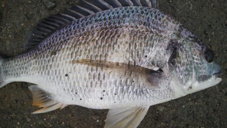 『釣りデビュー❤』176日目…