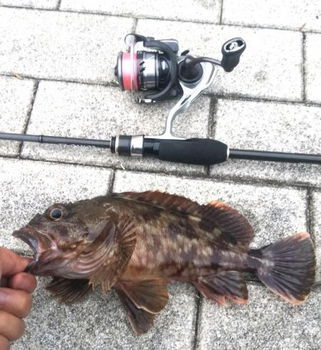 ガシラ12(～29.5cm!) 小サバ1