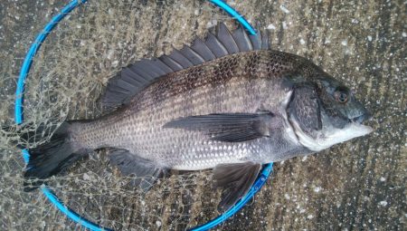 『釣りデビュー❤』177日目…