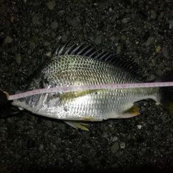 2021/06/20 南港ヘチ釣り