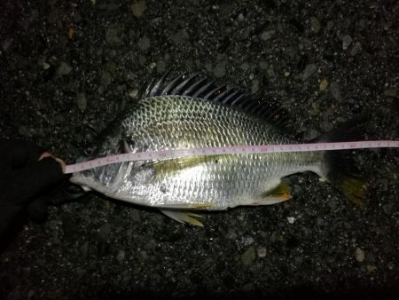 2021/06/20 南港ヘチ釣り