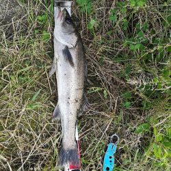 マズメ　シーバス