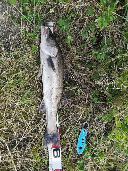 マズメ　シーバス