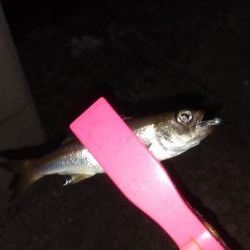 アジングに行きましたが…