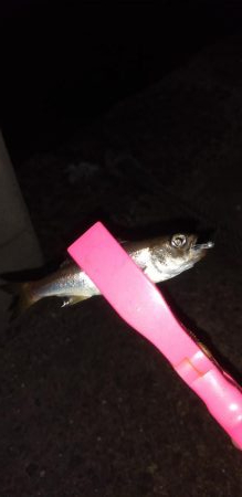 アジングに行きましたが…