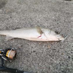 ズズキが釣れた