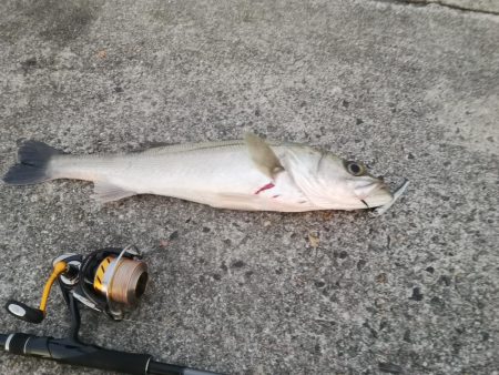 ズズキが釣れた