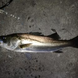 水門でルアーを痛めつけながら