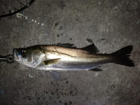 水門でルアーを痛めつけながら