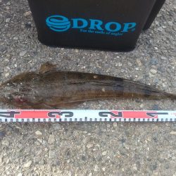 久々にマゴチが釣れました