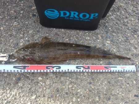 久々にマゴチが釣れました