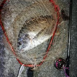 2021/06/28 南港ヘチ釣り