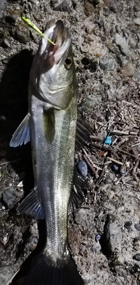 久しぶりのシーバス