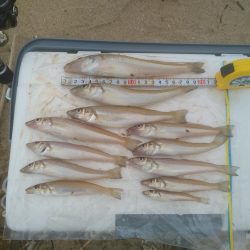 シロギス良型含む