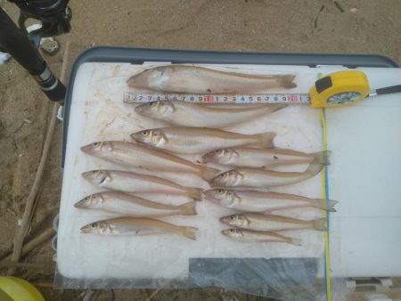 シロギス良型含む