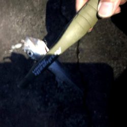 豆サバをまじめにルアーで狙ってみる