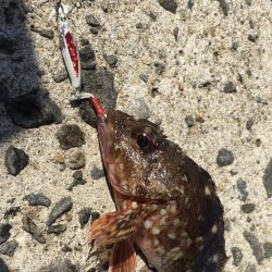 A.P.Pフィッシングガイドサービス ショアフィッシングで色々とRIDEONとなる!