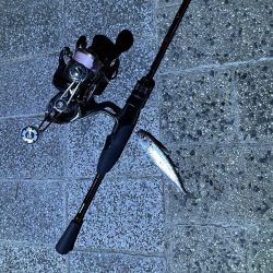 サバばっかり釣れる