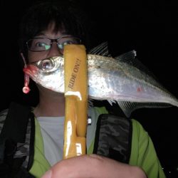 A.P.Pフィッシングガイドサービス　アジとﾊﾀﾝﾎﾟの群れに出会う