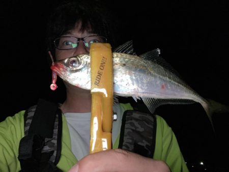 A.P.Pフィッシングガイドサービス　アジとﾊﾀﾝﾎﾟの群れに出会う