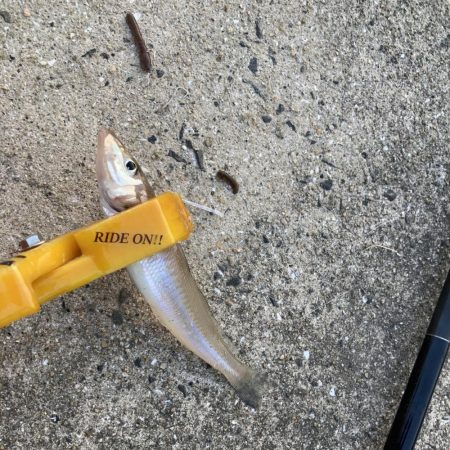 A.P.Pフィッシングガイドサービス 6月のシロギスチェックでシーズン イン ザ キスとなる。