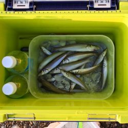 渋いながらもボツボツ